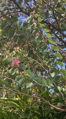 Bauhinia