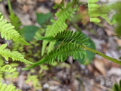 Athyrium filix-femina