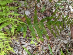 Athyrium filix-femina