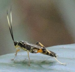Cryptinae