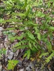 Athyrium filix-femina