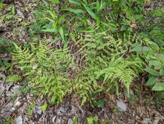 Athyrium filix-femina