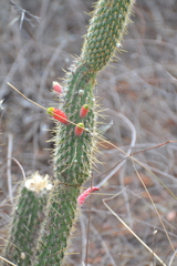 Cleistocactus baumannii