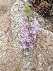 Stachys pannosa
