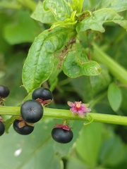 Phytolacca icosandra