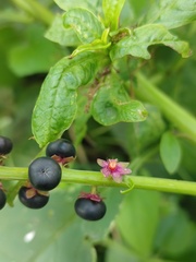 Phytolacca icosandra