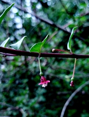 Fuchsia microphylla