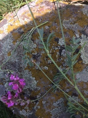 Onobrychis viciifolia