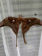 Coscinocera hercules