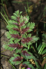 Erodium moschatum
