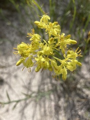 Glischrocaryon aureum