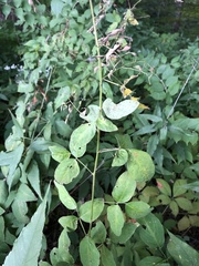 Desmodium perplexum