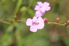 Agalinis fasciculata