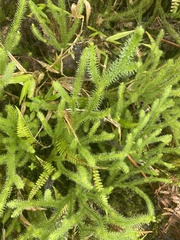 Lycopodiaceae