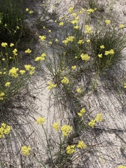 Glischrocaryon aureum