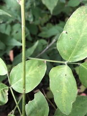 Desmodium perplexum