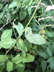 Desmodium perplexum