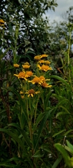 Verbesina virgata
