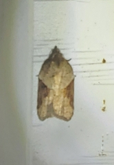 Acleris macdunnoughi