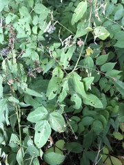 Desmodium perplexum