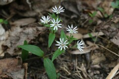 Stellaria pubera