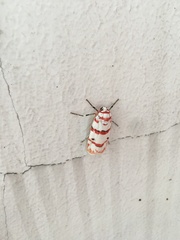 Cyana perornata