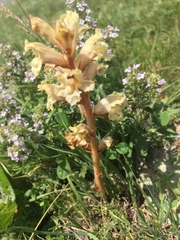 Orobanche alba