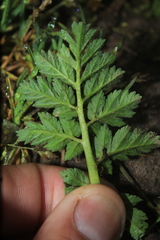 Erodium moschatum