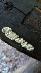 Fungi