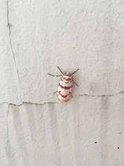 Cyana perornata