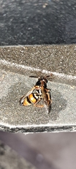 Polistes humilis