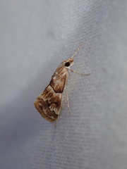 Noctueliopsis