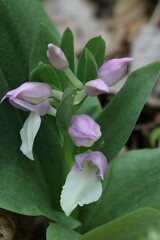 Galearis spectabilis