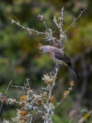 Ptiliogonys cinereus