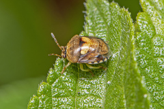 Aspideurus flavescens