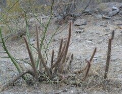 Cleistocactus baumannii