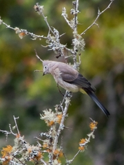 Ptiliogonys cinereus