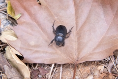 Eophileurus chinensis chinensis