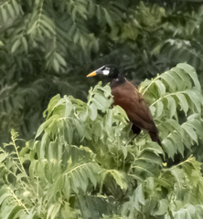 Psarocolius montezuma