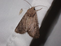 Protorthodes alfkenii