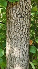 Diospyros virginiana