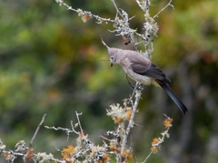 Ptiliogonys cinereus