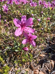 Rhododendron camtschaticum