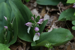 Galearis spectabilis