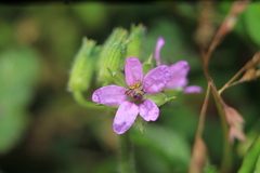 Erodium moschatum