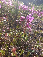 Rhododendron camtschaticum