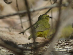 Myiothlypis bivittata