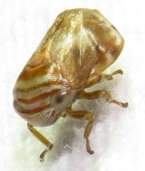 Clastoptera obtusa