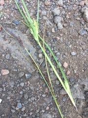 Carex melanostachya