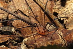 Leiobunum politum